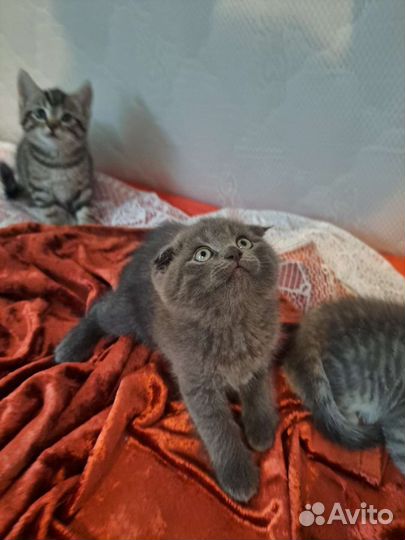 Британская