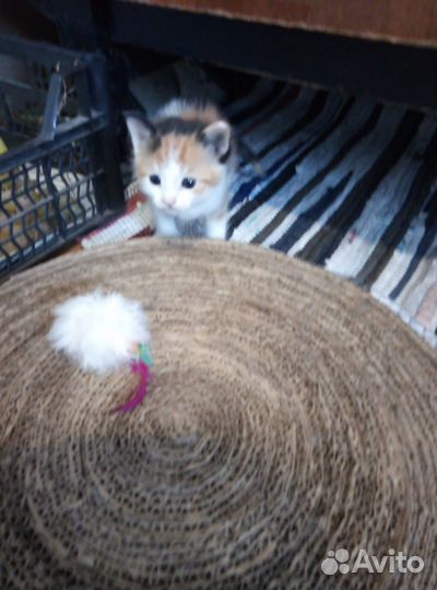 Котята