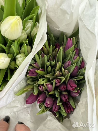 Тюльпан розница