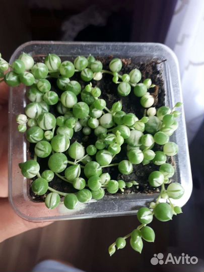 Крестовник роули вариегатный