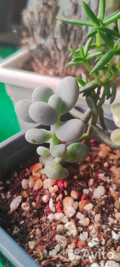 Суккуленты