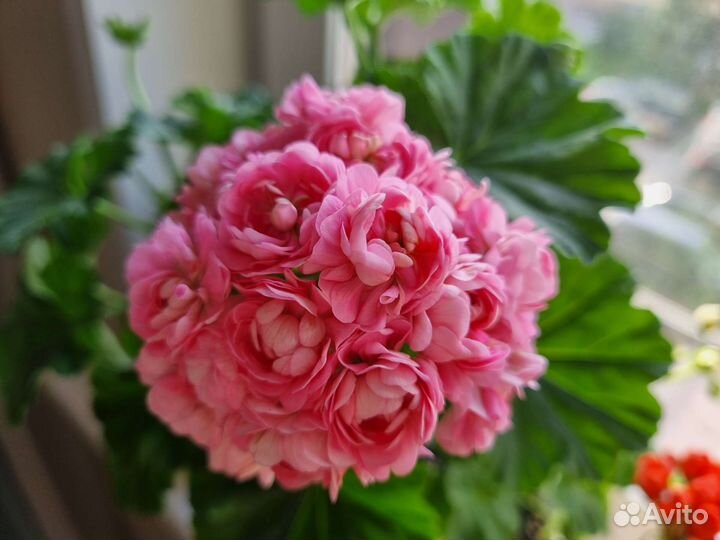 Пеларгония сортовая Anita