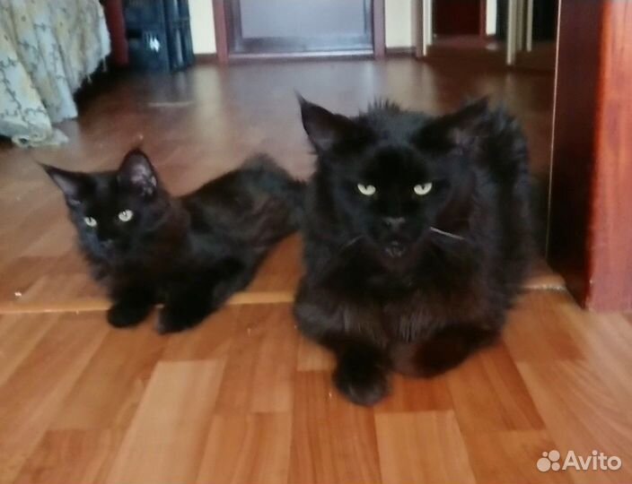 Котята мейн-кун
