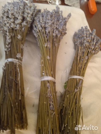 Лаванда крымская