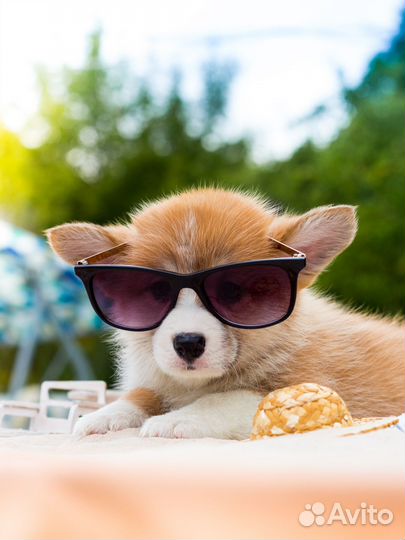 Щенки вельш корги пемброк