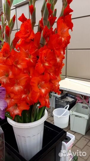 Цветы срезка Букеты Лилии Розы