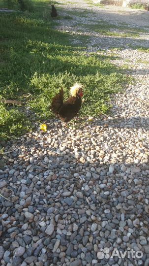 Декоративные куры.фафероль,кокен хин