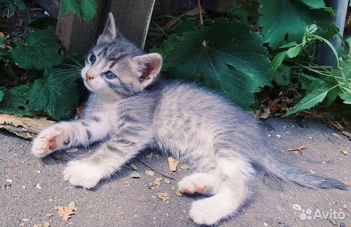 Кошки в добрые руки котята