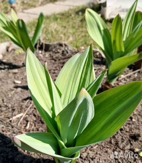 Лук Суворова