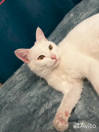 Кошечка