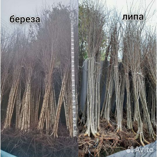 Саженцы липы