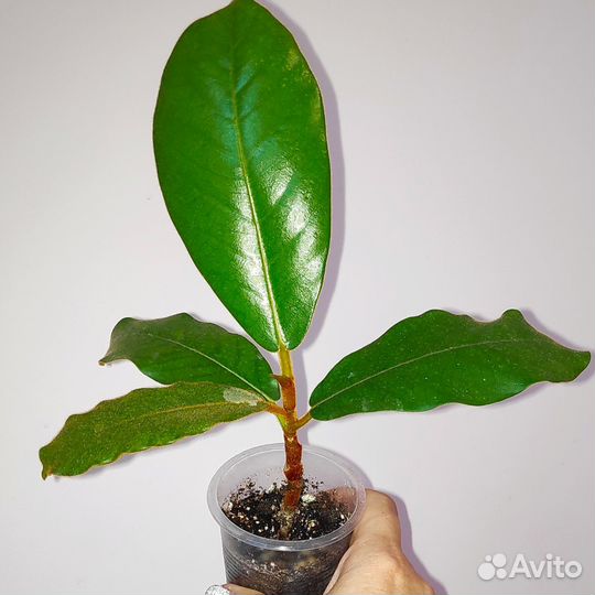 Фикус Велютина