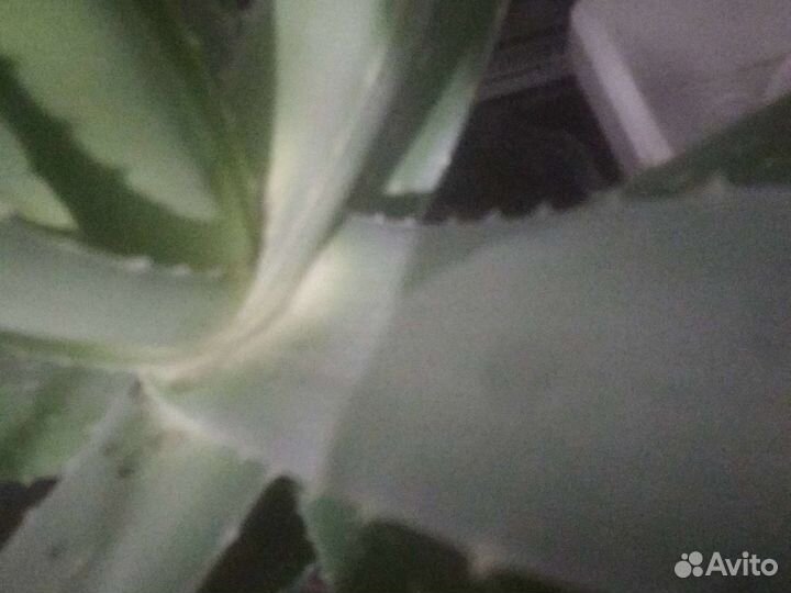 Алоэ Вера, толстянка