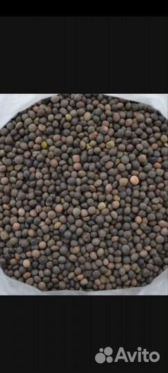 Семена Вики яровой