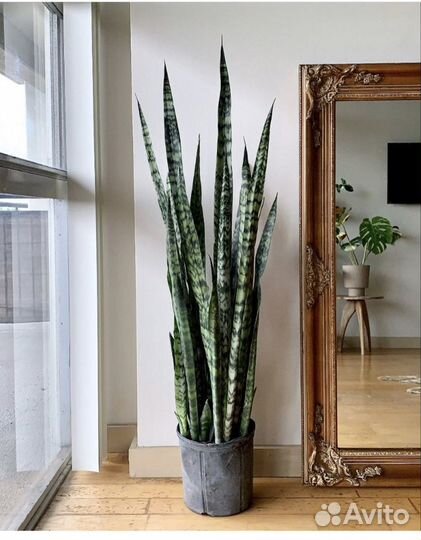 Сансевиерия