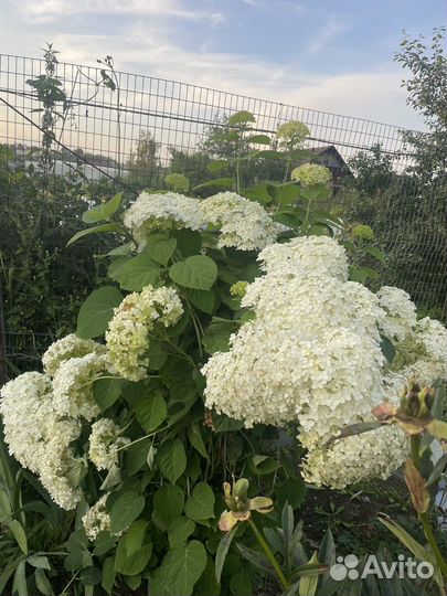 Гортензия