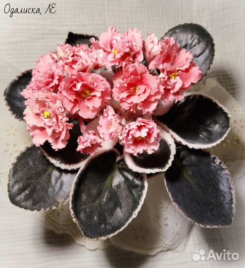 Фиалки детки - 2