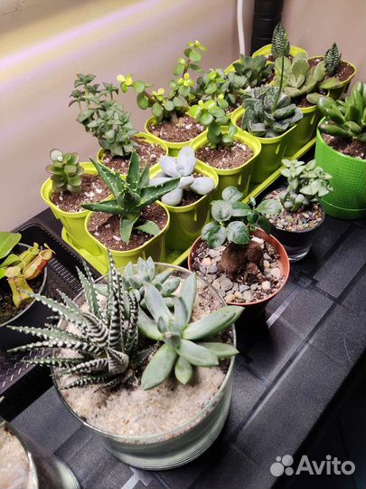 Флорариум суккуленты на заказ