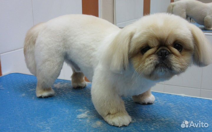 Стрижка кошек и собак у меня или с выездом