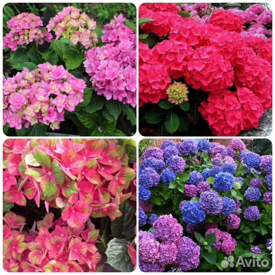 Черенки крупнолистных гортензий