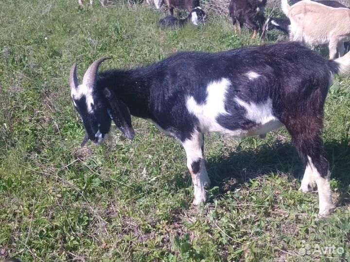 Животное Козел