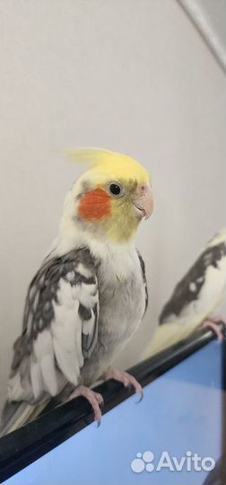 Попугаи корелла пара