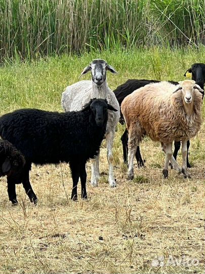 Курдючные бараны овцы