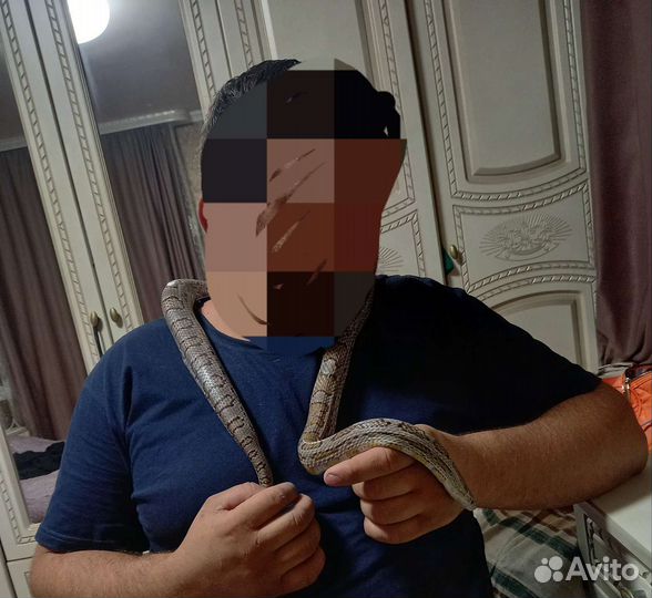 Змея маисовый полоз