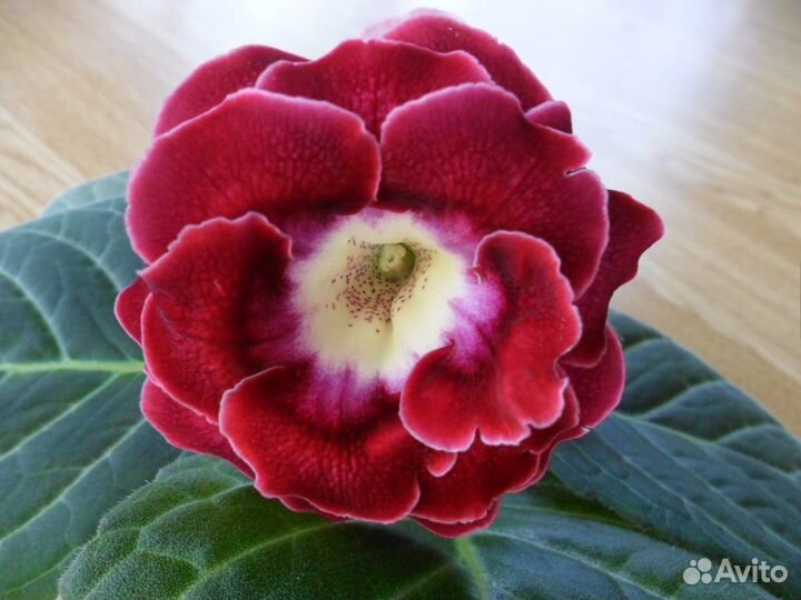 Глоксинии (свежесрез листья )