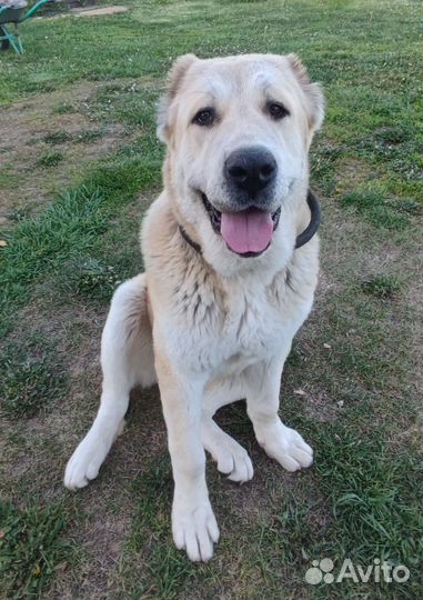 Среднеазиатская овчарка алабай щенки