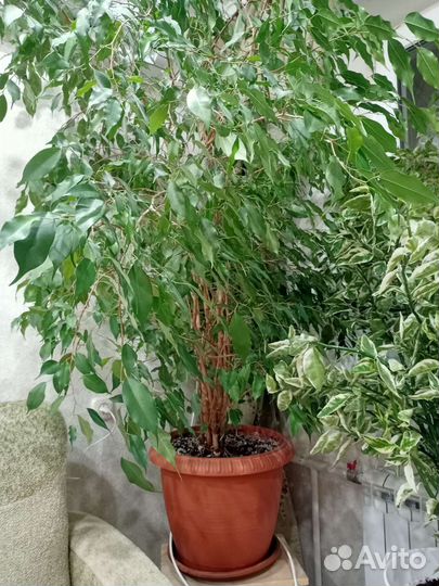 Фикус бенджамина большой