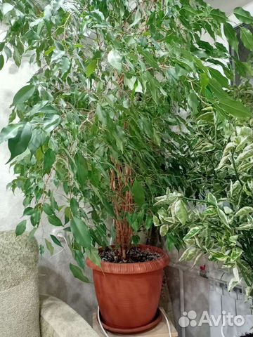 Фикус бенджамина большой