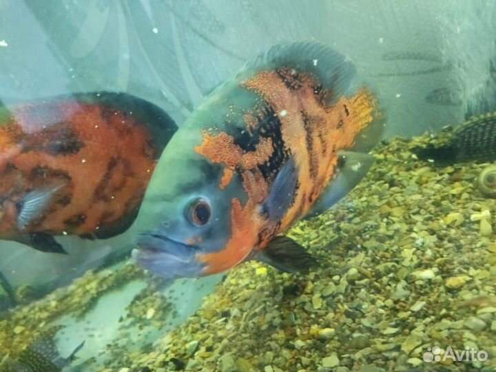 Астранотус