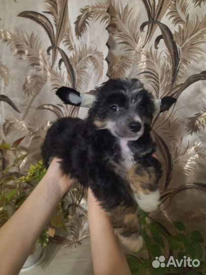 Щенки кхс