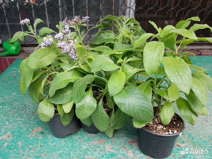 Рассада гелиотроп