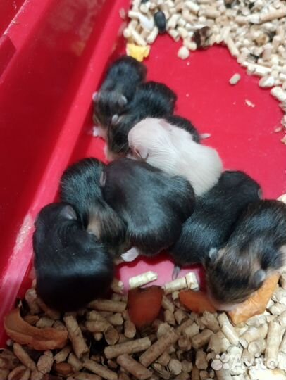 Сирийский хомяк малыш