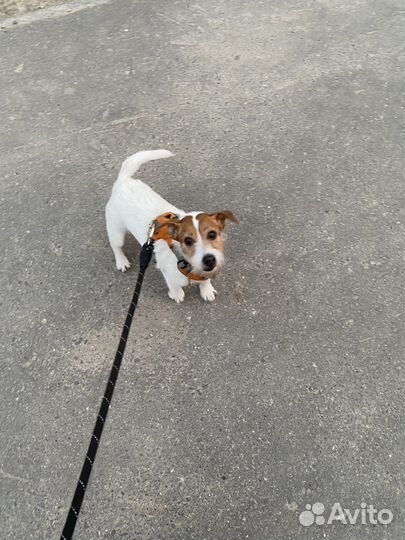 Выгул собак