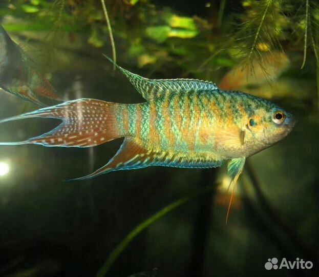 Макропод голубой, платиновые,сапфировые попугаи