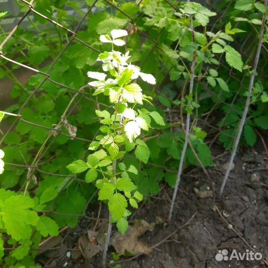 Черная малина кумберленд