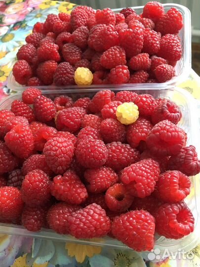 Саженцы супермалины