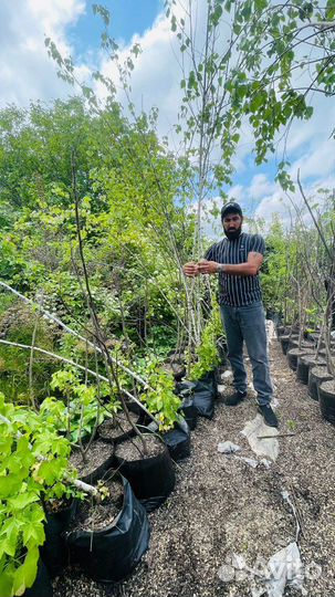 Березы с комом. Доставка и посадка