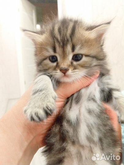 Котята в добрые руки бесплатно