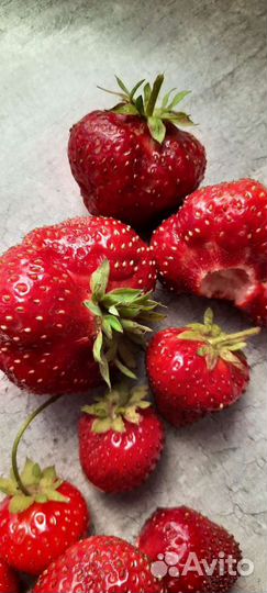 Рассада клубники