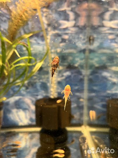 Аквариумные рыбки, гуппи, пецилии