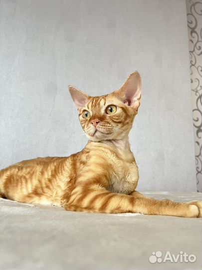 Девон-рекс вязка, Чемпион WCF