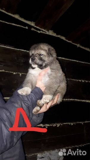 Продам щенят Алабая
