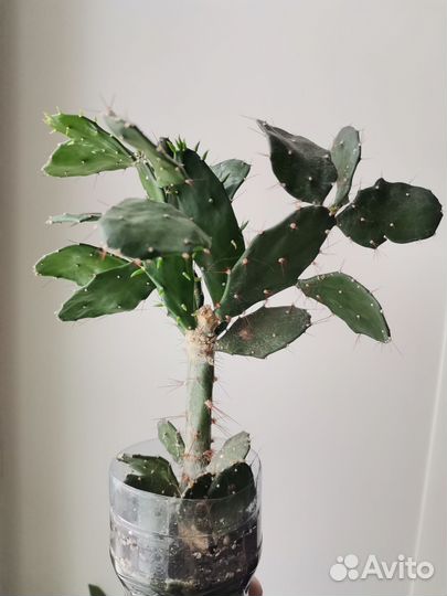 Кактус опунция