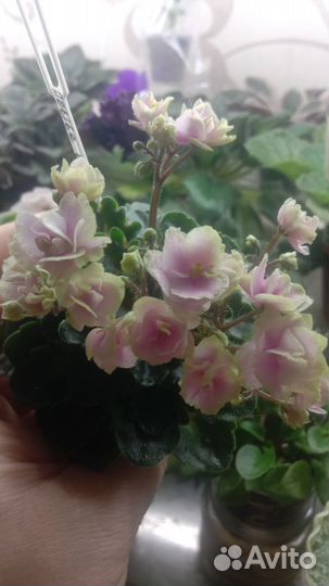 Укорененные листья мини фиалок