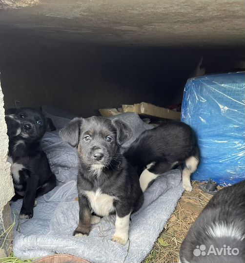 Щенки в добрые руки