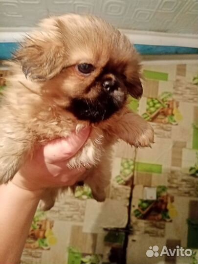 Щенки пекинеса